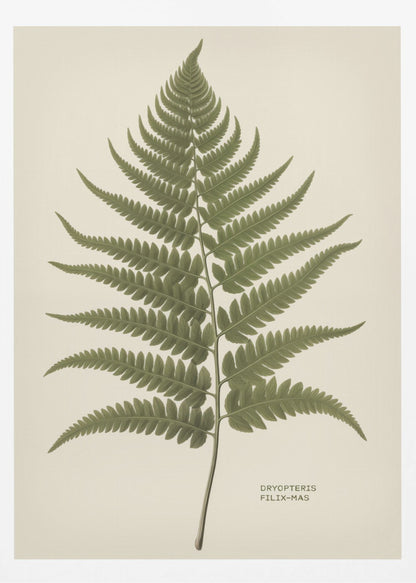 Dryopteris Filix Mas - Poster / Art Print
