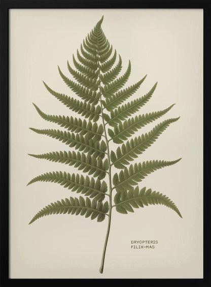 Dryopteris Filix Mas - Poster / Art Print