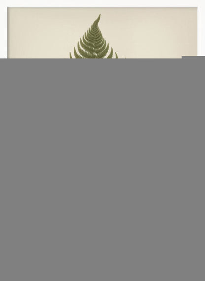 Dryopteris Filix Mas - Poster / Art Print