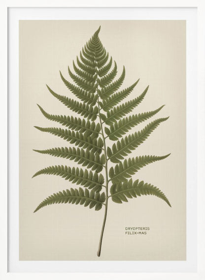 Dryopteris Filix Mas - Poster / Art Print