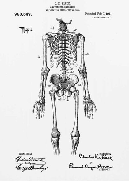 Anatomical Skeleton Patent 1911 - Poster / Art Print