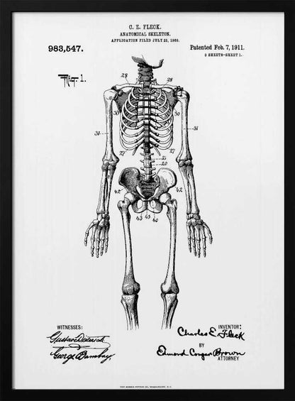 Anatomical Skeleton Patent 1911 - Poster / Art Print