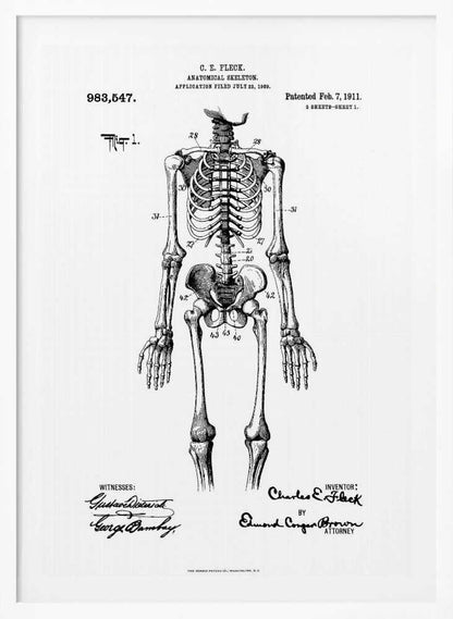 Anatomical Skeleton Patent 1911 - Poster / Art Print