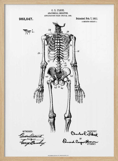 Anatomical Skeleton Patent 1911 - Poster / Art Print