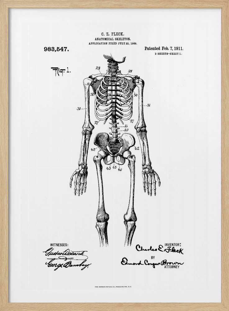 Anatomical Skeleton Patent 1911 - Poster / Art Print