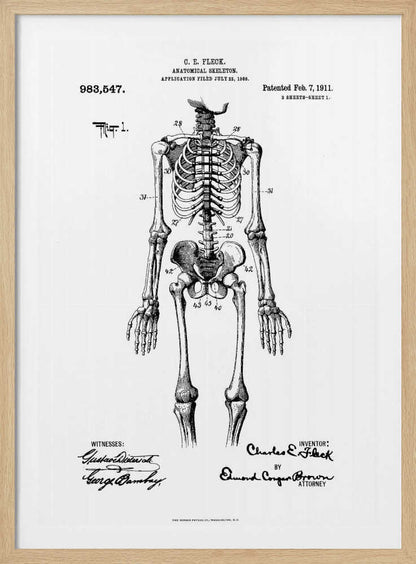 Anatomical Skeleton Patent 1911 - Poster / Art Print