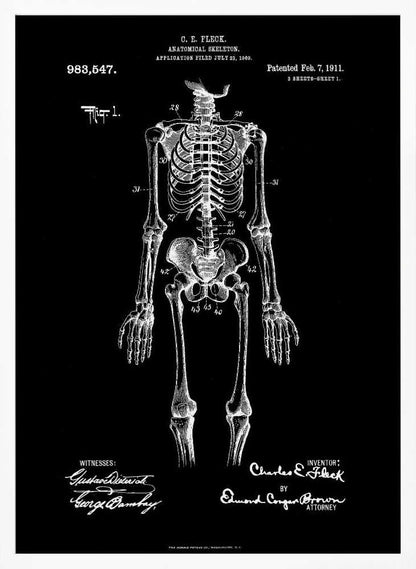 Anatomical Skeleton Patent 1911 - Poster / Art Print