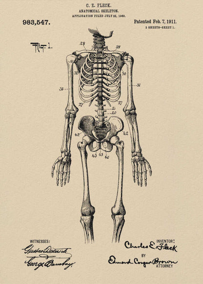 Anatomical Skeleton Patent 1911 - Poster / Art Print