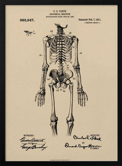 Anatomical Skeleton Patent 1911 - Poster / Art Print