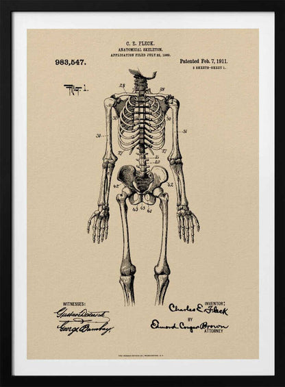 Anatomical Skeleton Patent 1911 - Poster / Art Print