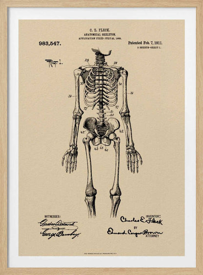 Anatomical Skeleton Patent 1911 - Poster / Art Print
