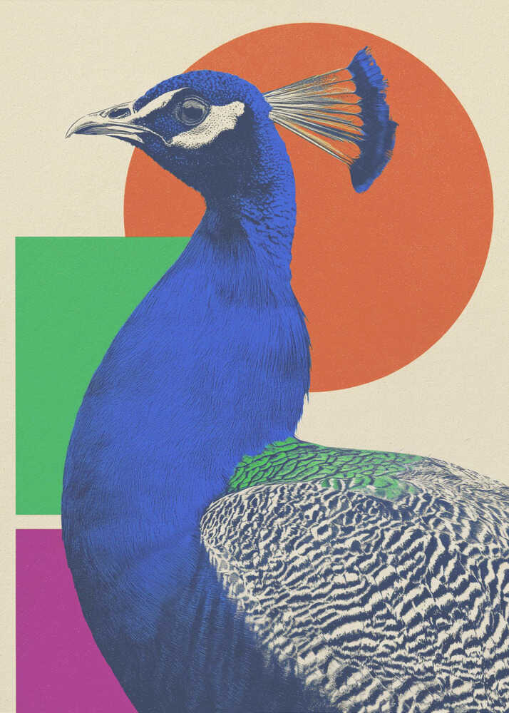 The Peacock - Poster / Art Print