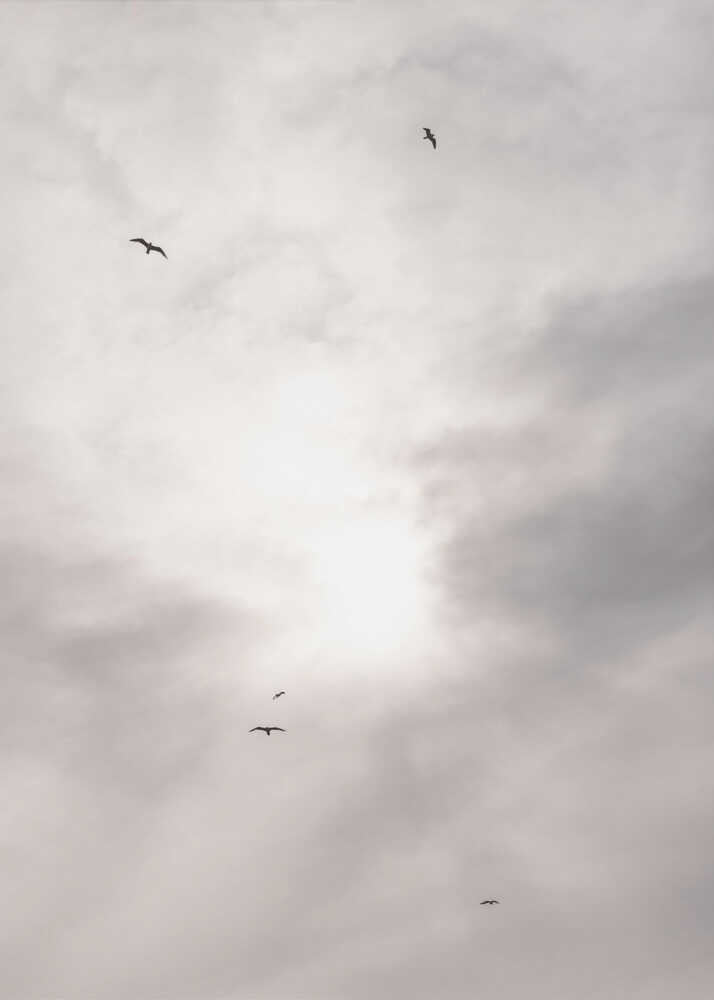 Silhouettes of birds flying across a bright, cloudy sky.