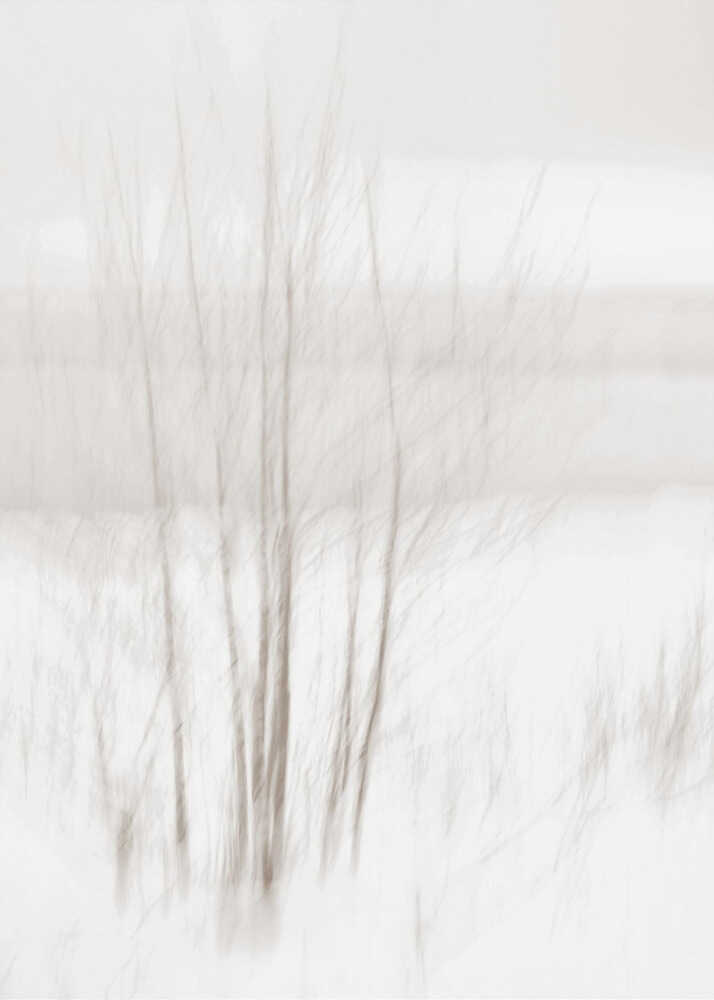 Abstract photo of bare trees in a misty, white winter landscape.