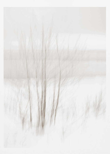 Abstract photo of bare trees in a misty, white winter landscape.