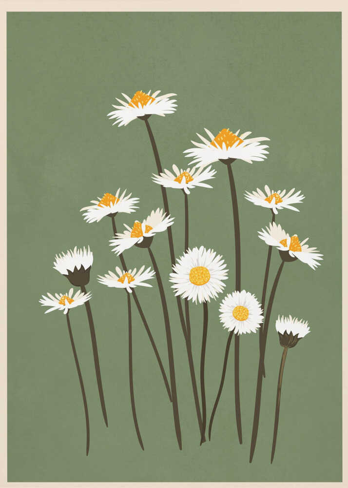 Botanical illustration of white daisy flowers with yellow centers against a sage green background.