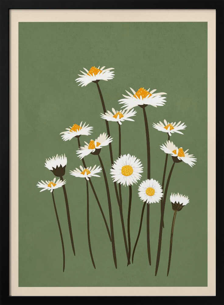 Botanical illustration of white daisy flowers with yellow centers against a sage green background.