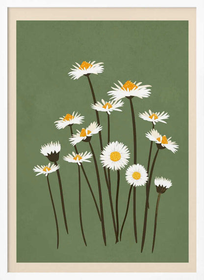 Botanical illustration of white daisy flowers with yellow centers against a sage green background.