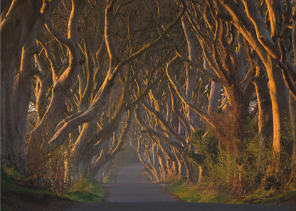 The Dark Hedges in the Morning Sunshine - Poster / Art Print