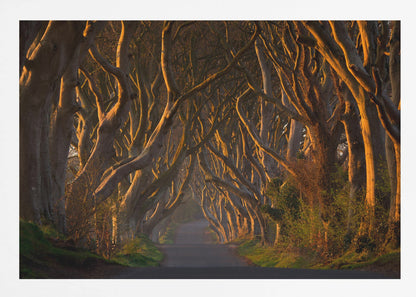 The Dark Hedges in the Morning Sunshine - Poster / Art Print