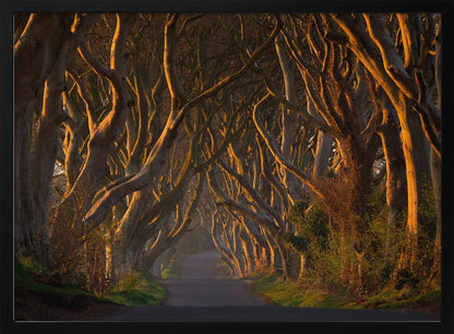 The Dark Hedges in the Morning Sunshine - Poster / Art Print