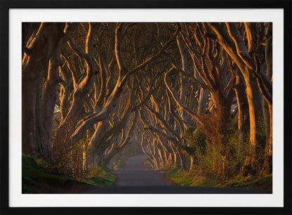 The Dark Hedges in the Morning Sunshine - Poster / Art Print