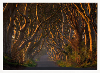 The Dark Hedges in the Morning Sunshine - Poster / Art Print