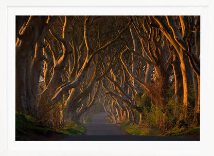 The Dark Hedges in the Morning Sunshine - Poster / Art Print