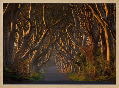 The Dark Hedges in the Morning Sunshine - Poster / Art Print