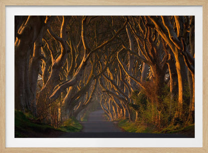 The Dark Hedges in the Morning Sunshine - Poster / Art Print
