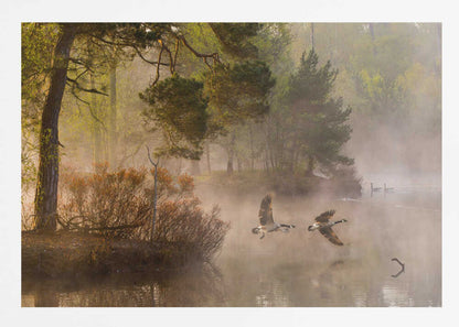 Two geese flying low over a misty forest lake at dawn, a serene nature photograph.