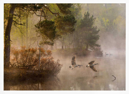 Two geese flying low over a misty forest lake at dawn, a serene nature photograph.