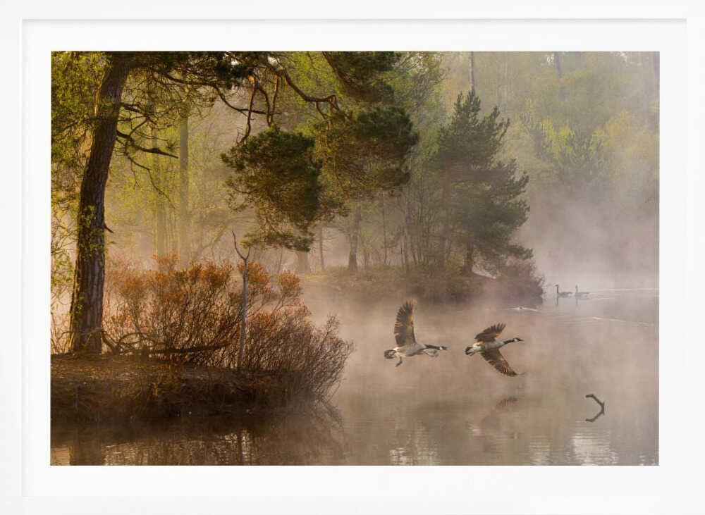 Two geese flying low over a misty forest lake at dawn, a serene nature photograph.