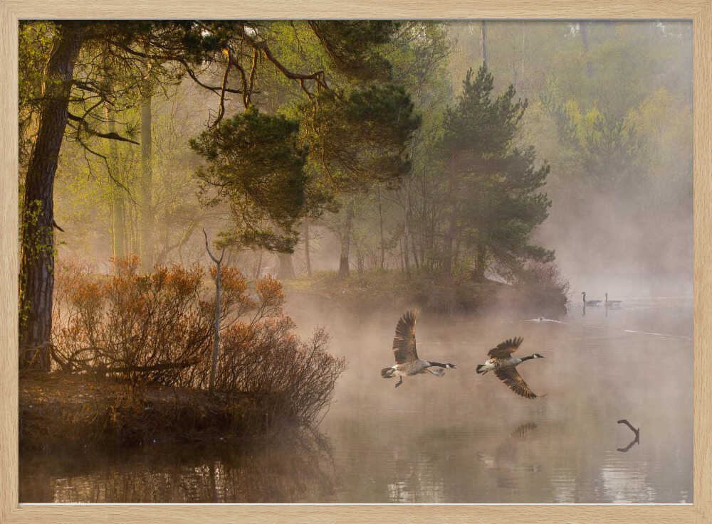 Two geese flying low over a misty forest lake at dawn, a serene nature photograph.