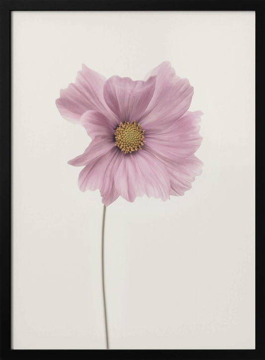 Cosmos flower - Poster / Art Print
