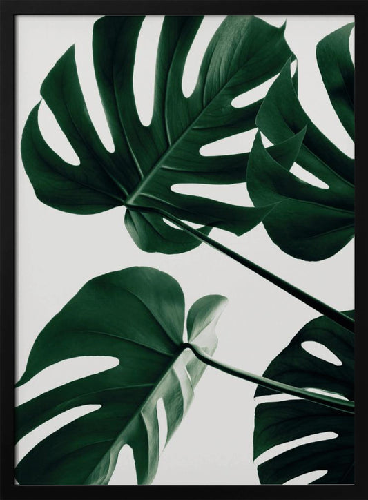 Monstera Natural 43 - Poster / Art Print
