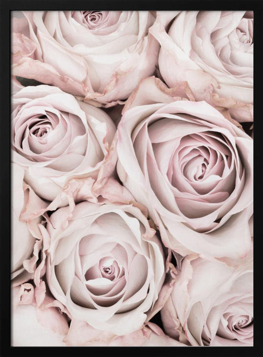 Pink Roses No 01 - Poster / Art Print