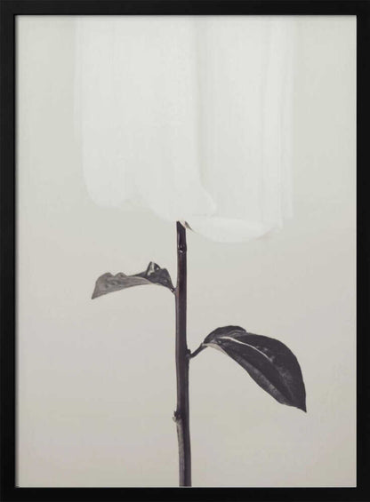 Peony 18 - Poster / Art Print