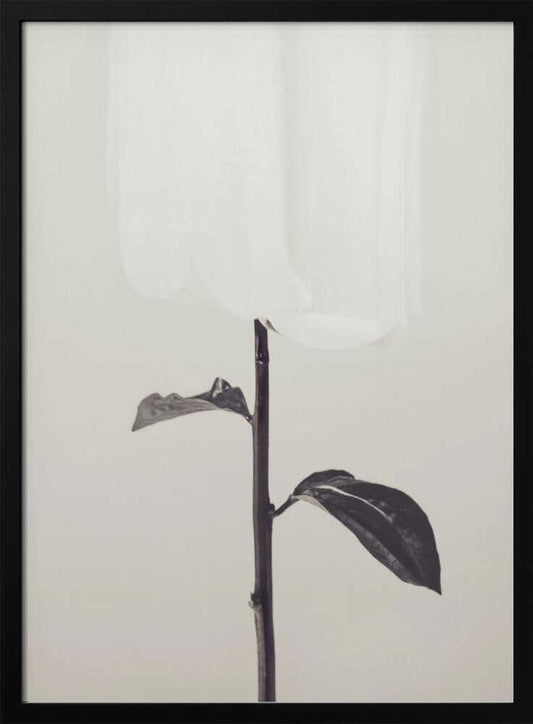 Peony 18 - Poster / Art Print