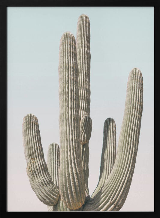 Saguaro - Poster / Art Print