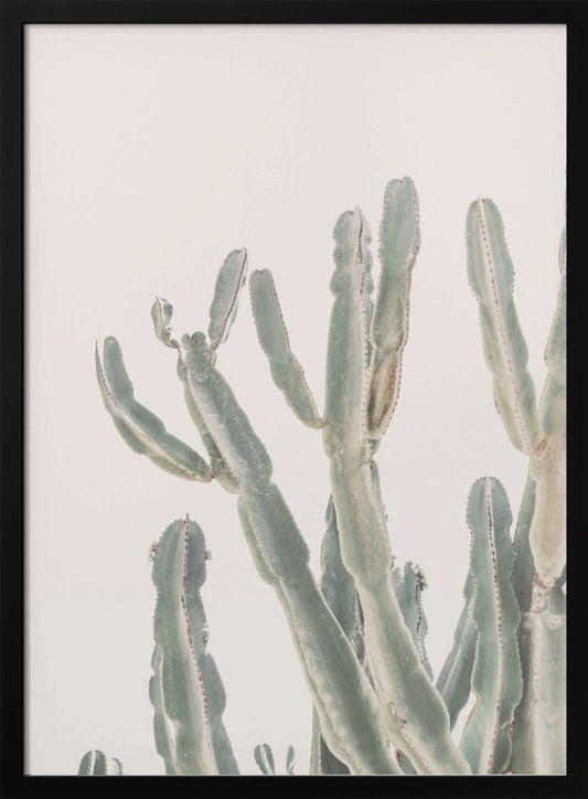 Sunrise Cactus - Poster / Art Print