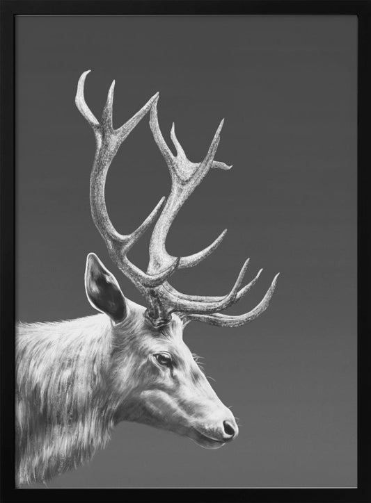 Reindeer - Poster / Art Print