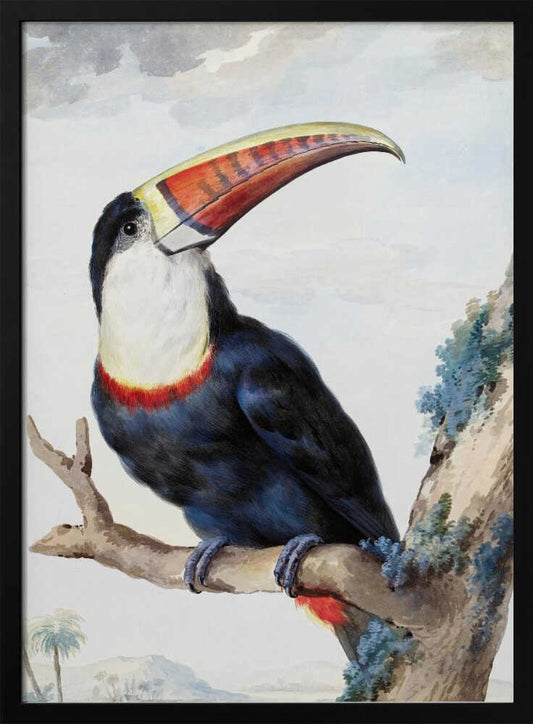 Red Billed Toucan - Poster / Art Print