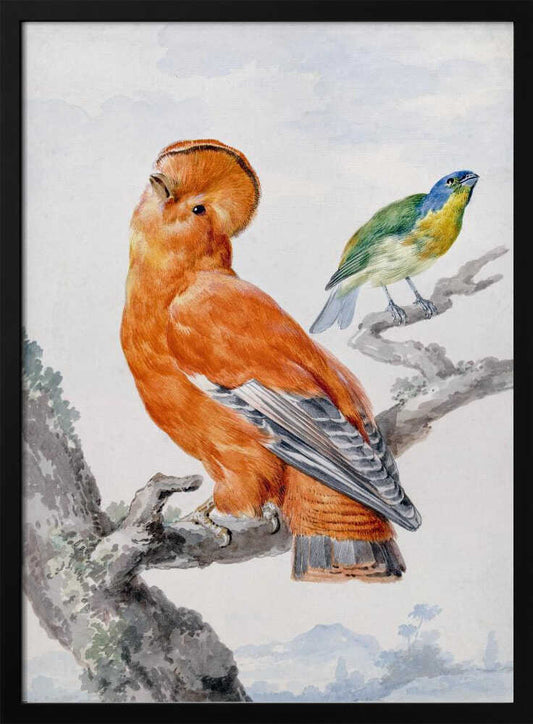 Two Exotic Birds - Poster / Art Print
