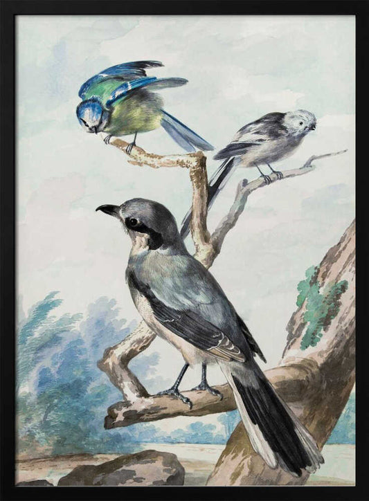 Three Birds - Poster / Art Print