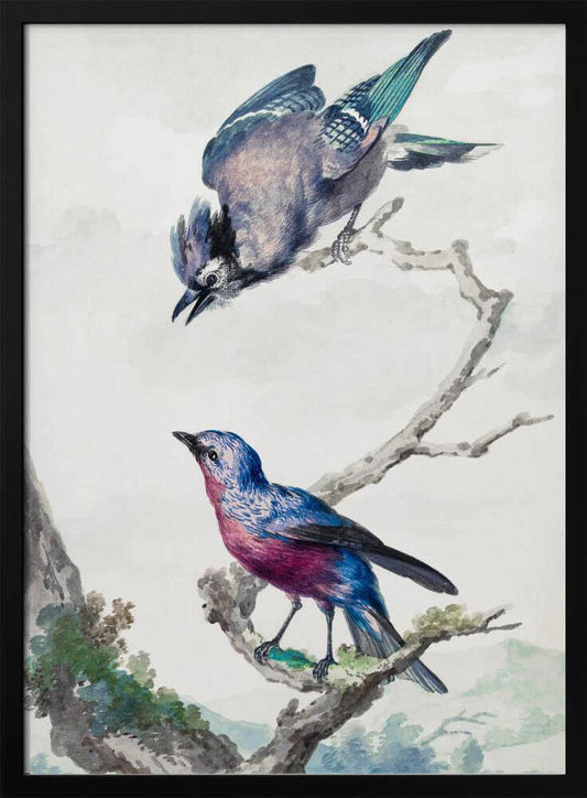Two Birds  a Blue Jay and a Purple Breasted Cotinga - Poster / Art Print