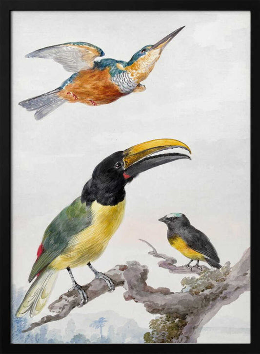 Three Birds  a Kingfisher, a Prince Von Wied's Toucan and an Sparrow - Poster / Art Print