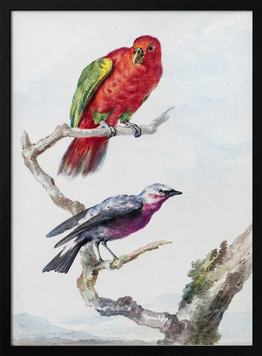 Two Birds, Including a Red Green Parrot - Poster / Art Print