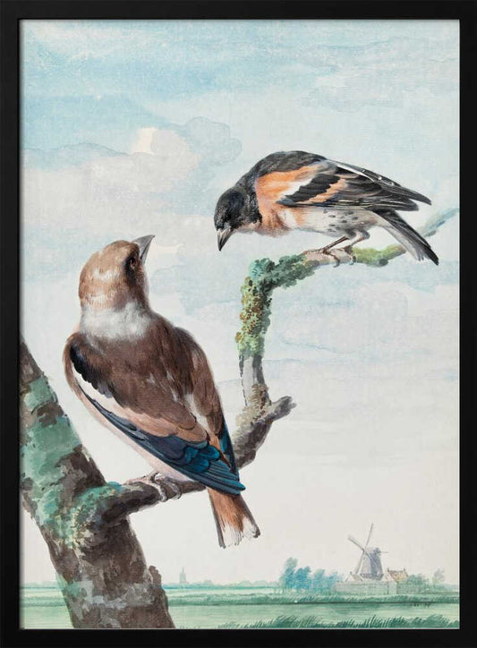 Two Birds  Hawfinch - Poster / Art Print