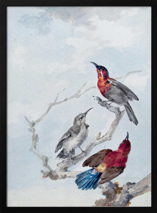 Three Crimson Sunbirds - Poster / Art Print